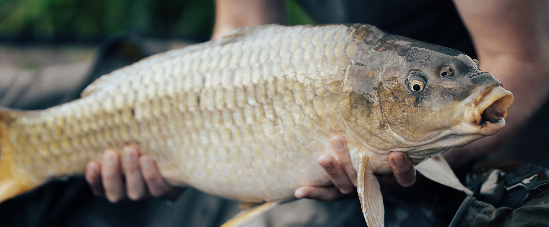 Beginner's Guide | Carp Fishing Tips